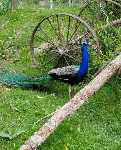 India Blue Peafowl  (Juvenile Female)