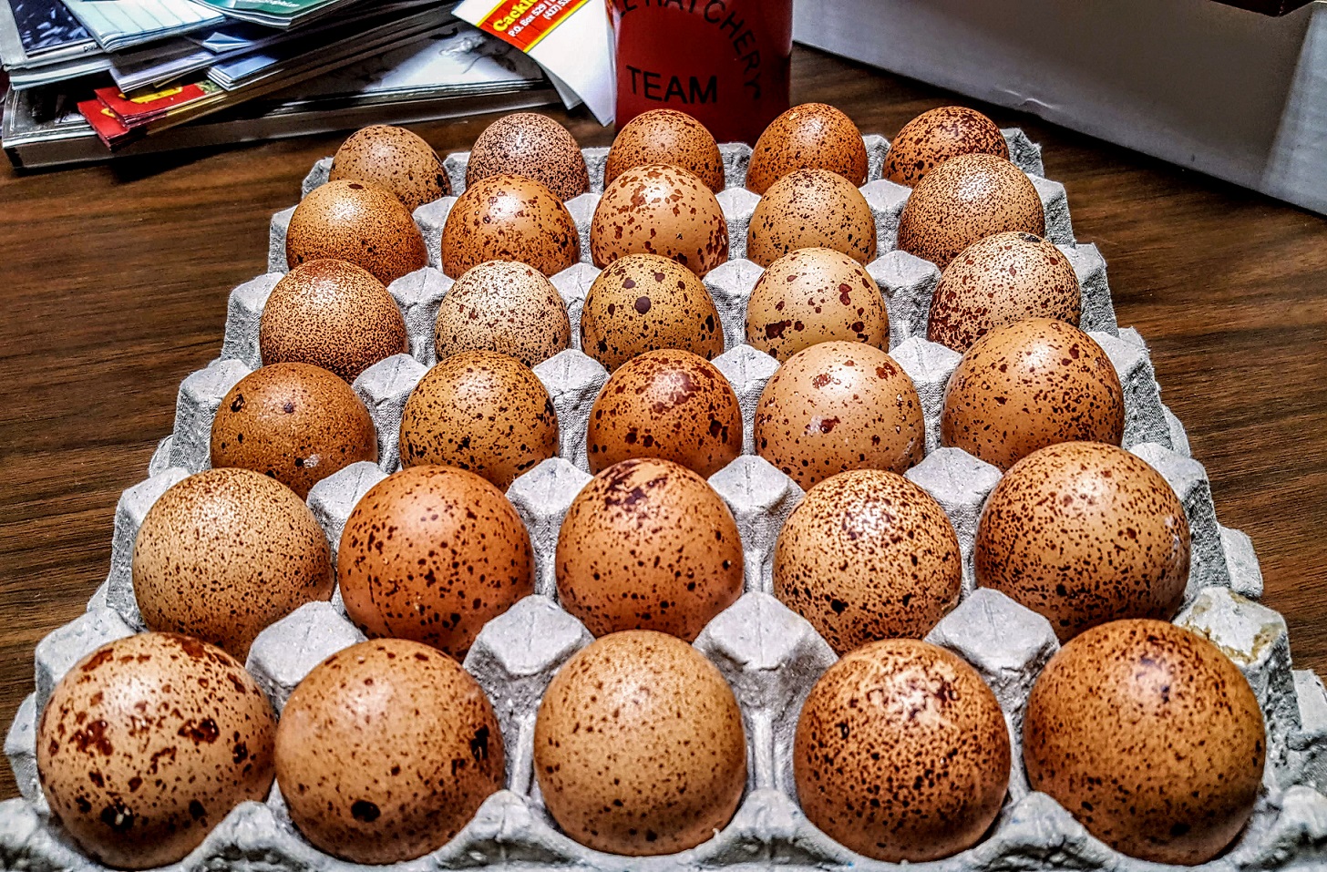 Speckled Egger™ Hatching Eggs