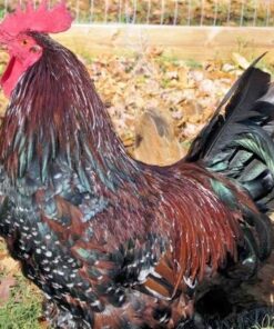 SPECKLED SUSSEX (Male)