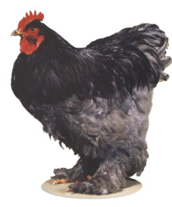 BLUE COCHIN BANTAM