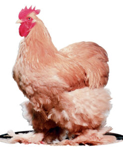 BUFF STANDARD COCHIN
