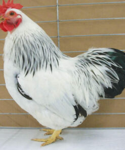 COLUMBIAN ROCK BANTAM