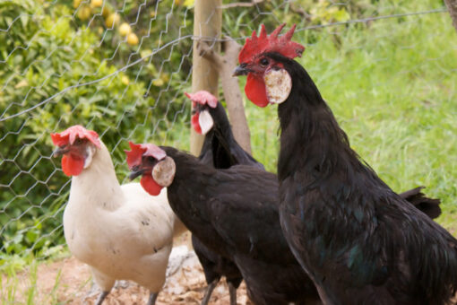 Black Minorcas