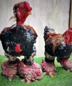 Dong Tao Chicken