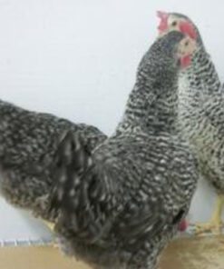 BUFF BARRED ROCK