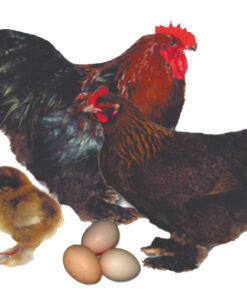 PARTRIDGE COCHIN BANTAM
