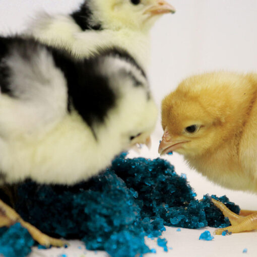 PECK N' GROW - Image 3