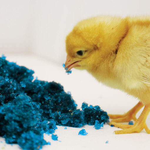 PECK N' GROW - Image 2