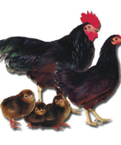 RHODE ISLAND RED BANTAM