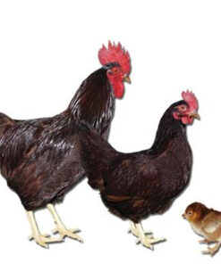 RHODE ISLAND RED