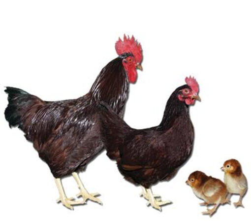 RHODE ISLAND RED