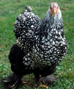 Silver Laced Cochin Standard (Female)