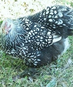 Silver Laced Cochin