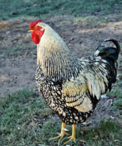 BLACK LACED SILVER WYANDOTTE