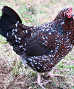 SPECKLED SUSSEX (Female)