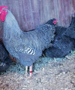 BARRED ROCK BANTAM CHICKS