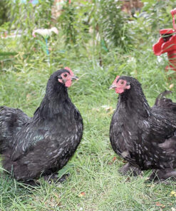 BLACK COCHIN BANTAM