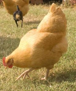 Buff Orpington (Female)