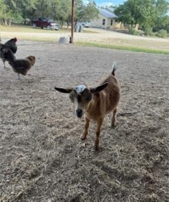 3 Full Blood Nigerian Dwarf - Kid - Bucks