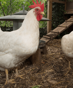 leghorn chicken