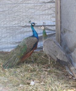 India Blue Peafowl Pair