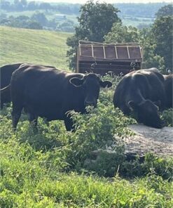 19 Angus - Cows