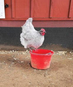 Lavender Ameraucana Chicken