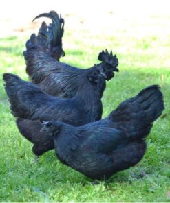 Kadaknath Hen