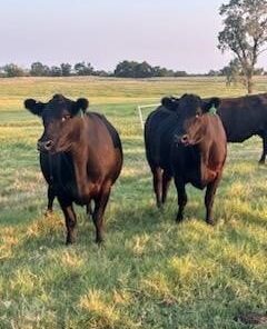 46 Angus - Cows