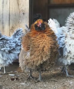 frizzle chicken