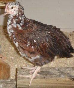 Speckled Sussex Started Pullet