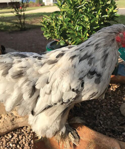 SPLASH COCHIN BANTAM