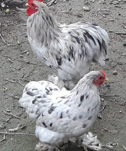 standard cochin chickens for sale