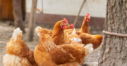 red stars chicken