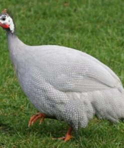 Lavender Guinea